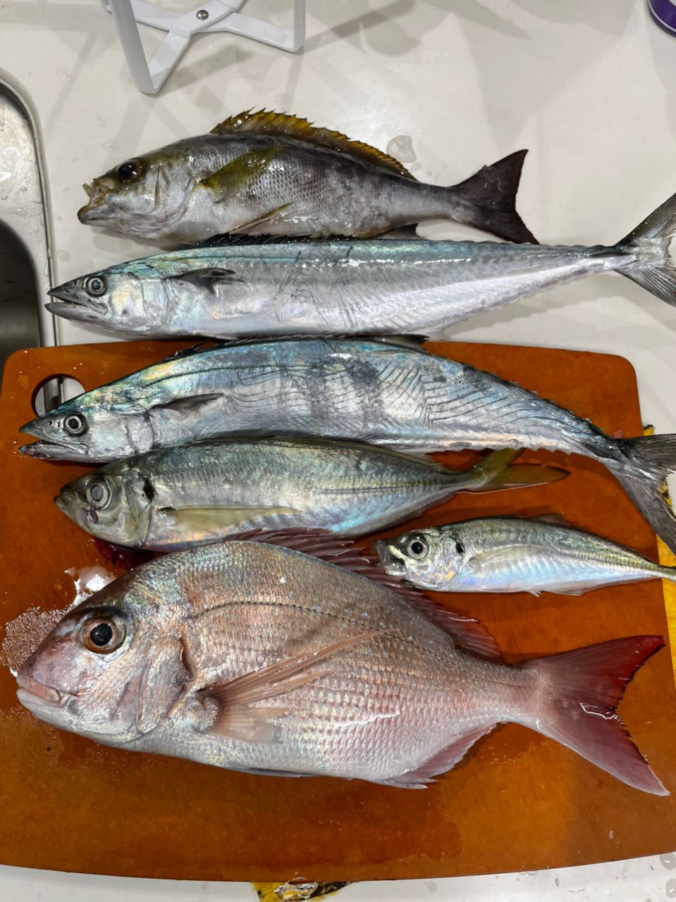 ねぎまるさんの釣果 3枚目の画像