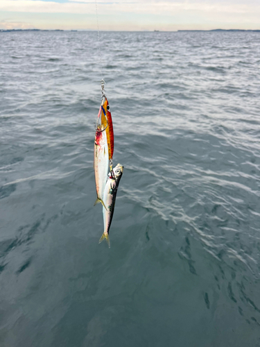 ウルメイワシの釣果