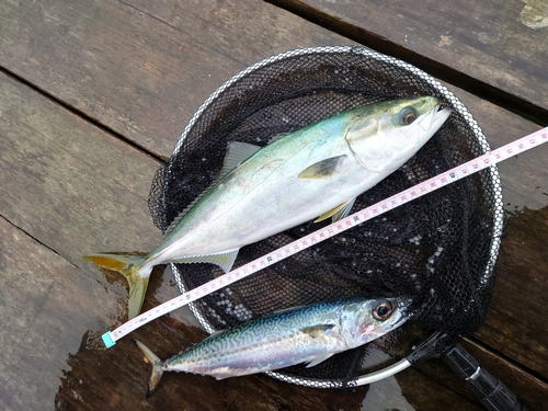 サバの釣果