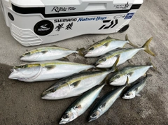 サワラの釣果