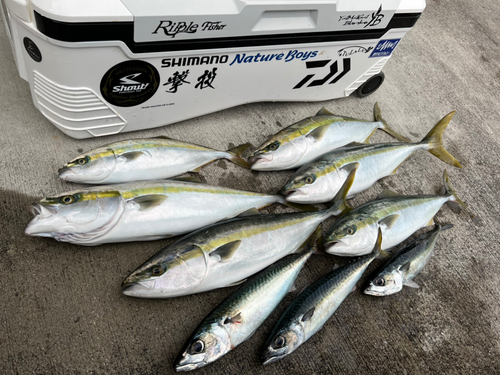 サワラの釣果