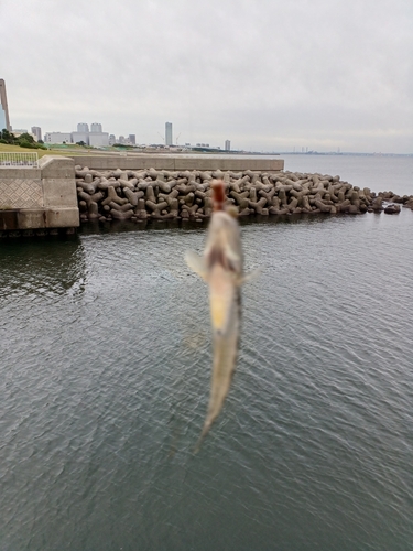 マハゼの釣果