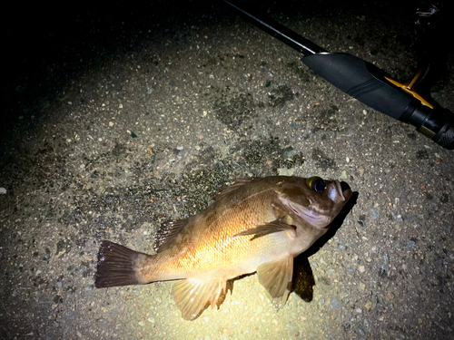 シロメバルの釣果