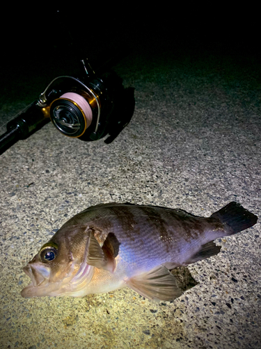 シロメバルの釣果