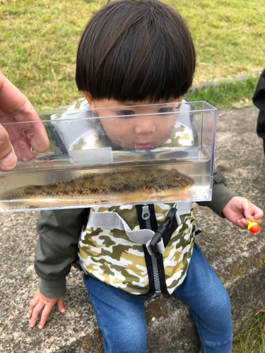 ウロハゼの釣果