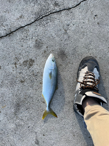 ワカシの釣果