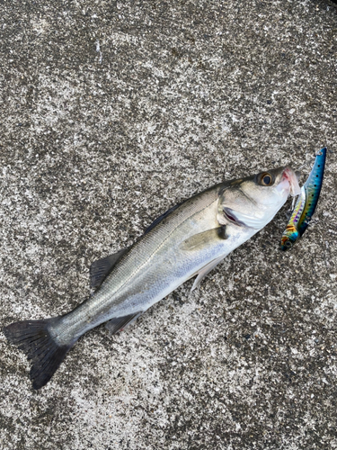 セイゴ（マルスズキ）の釣果