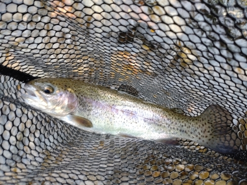 ニジマスの釣果