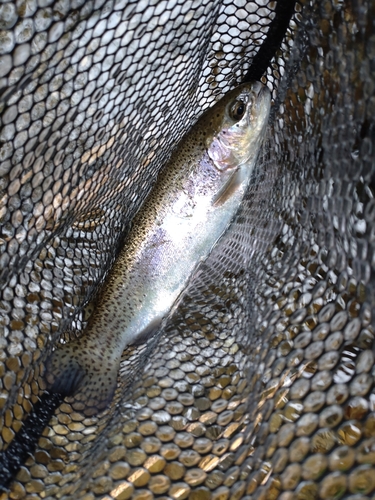 ニジマスの釣果