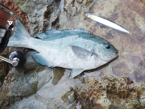 メジナの釣果