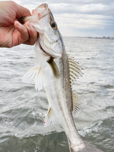 フッコ（マルスズキ）の釣果