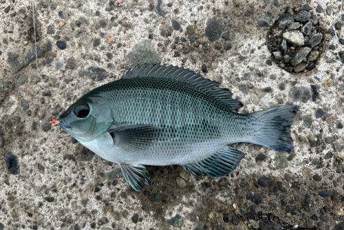 メジナの釣果