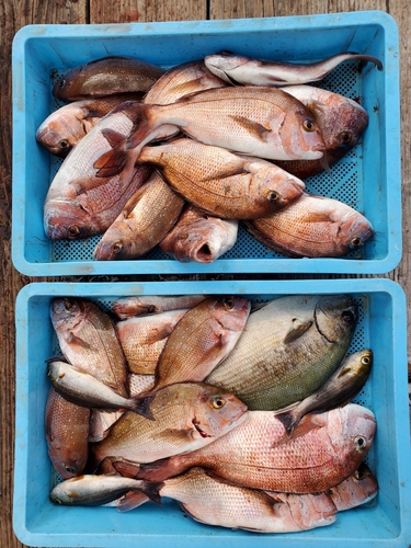 タイの釣果