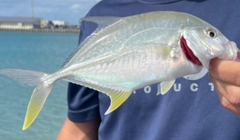 テンジクアジの釣果