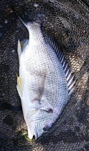 キビレの釣果