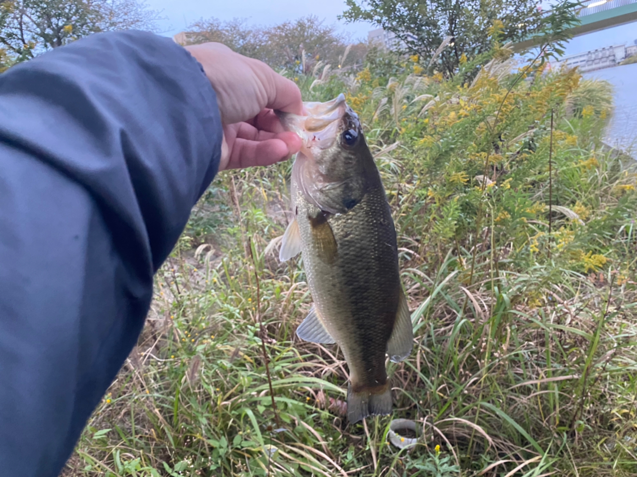 ブラックバス