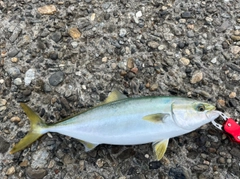 ハマチの釣果