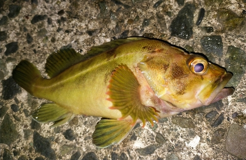 シマソイの釣果