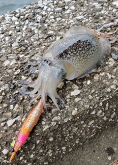 シリヤケイカの釣果