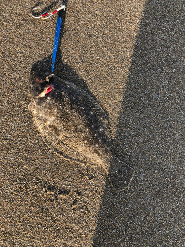 ソゲの釣果