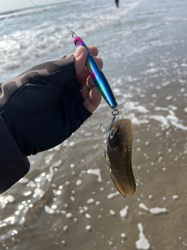 シタビラメの釣果