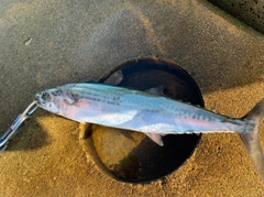 サゴシの釣果