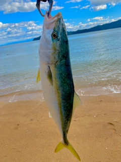 ヤズの釣果