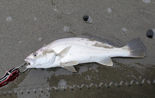 オオニベの釣果