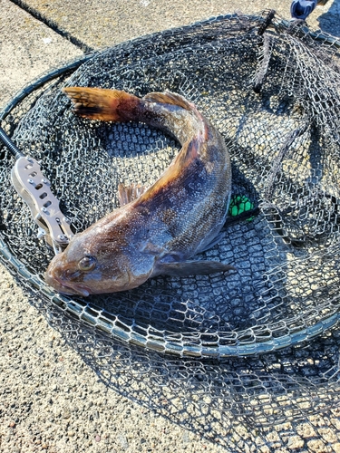 アイナメの釣果