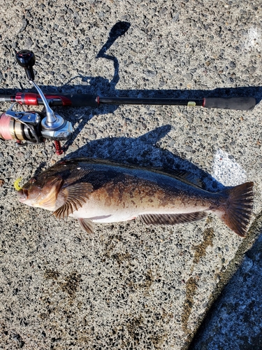 アイナメの釣果