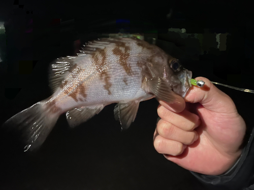 メバルの釣果