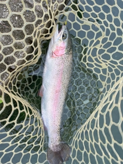 レインボートラウトの釣果