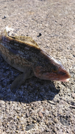 アイナメの釣果