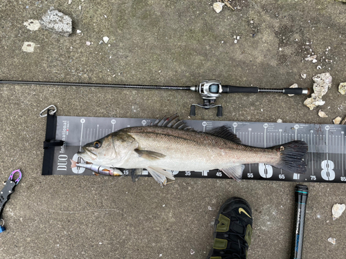 シーバスの釣果