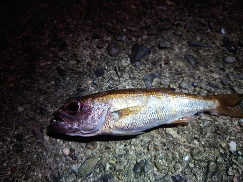 クロムツの釣果