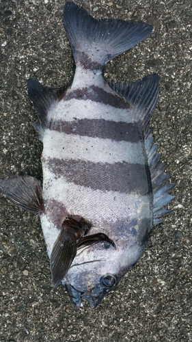 イシダイの釣果