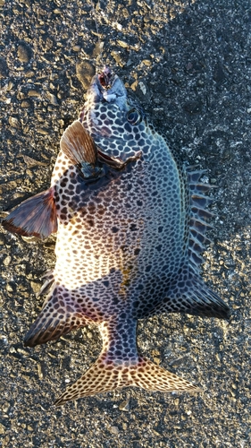 イシガキダイの釣果