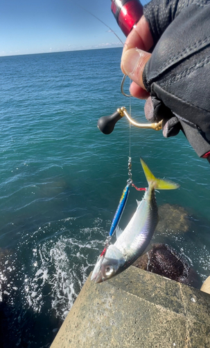 サバの釣果