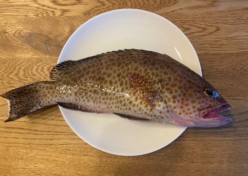 オオモンハタの釣果