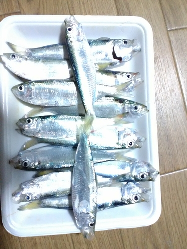 コハダの釣果