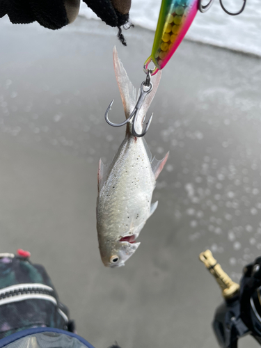 ツバメコノシロの釣果