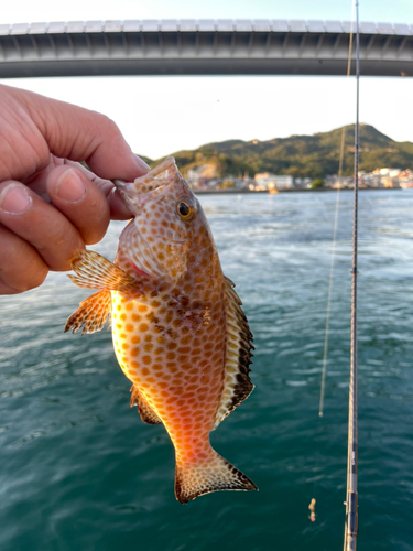 オオモンハタの釣果