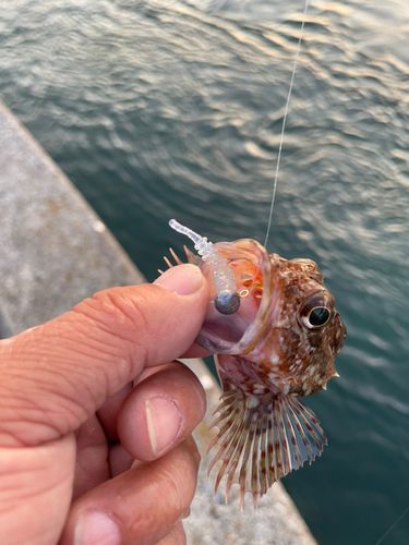 カサゴの釣果