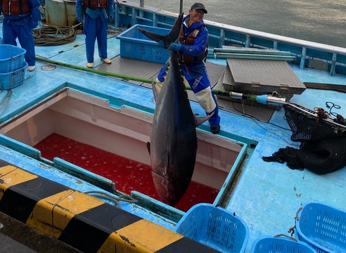 クロマグロの釣果