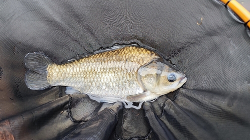 ヘラブナの釣果