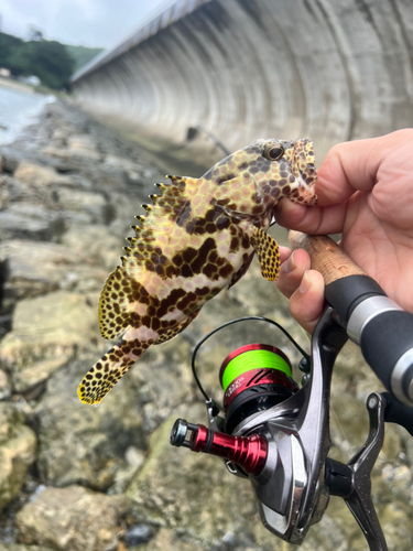 イシミーバイの釣果