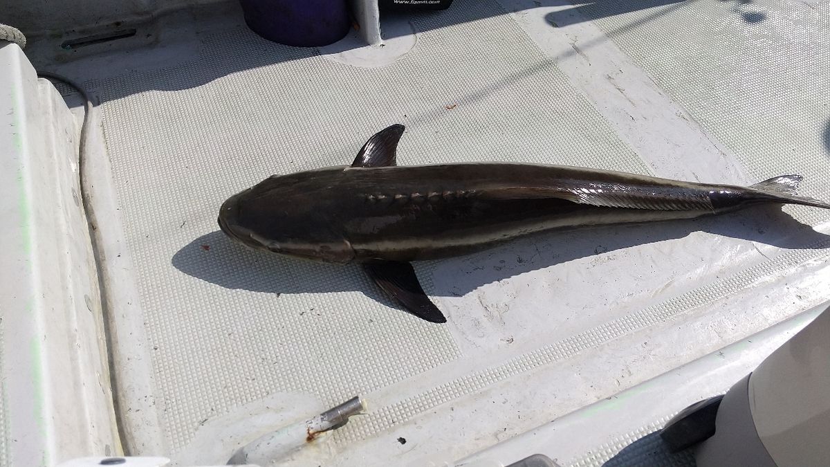 ヒカルナンデスさんの釣果 2枚目の画像