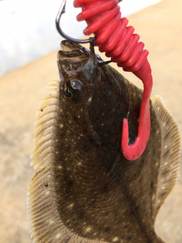 カレイの釣果