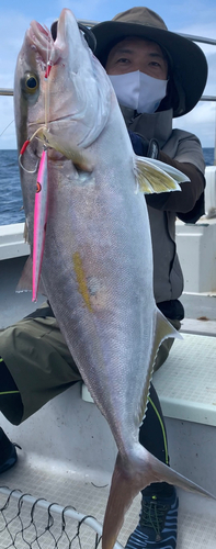 カンパチの釣果