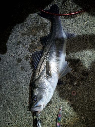 シーバスの釣果